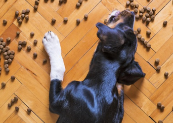 Right products and choosing innovation in nutrition for our pets